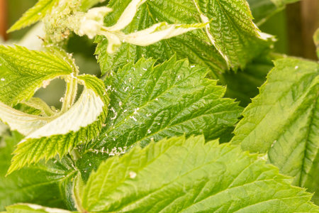 Raspberry Leaves with White Powdery Mildew
