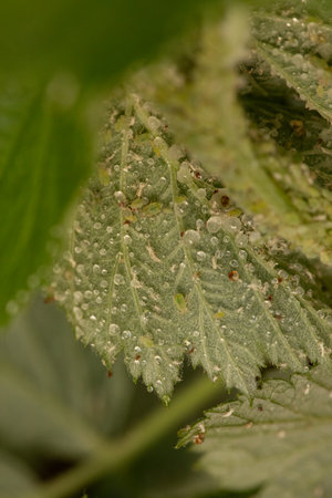 Close-up of Dewdrops on a Leaf with Aphids
