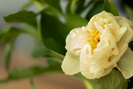 Close-up of a Pale Yellow Peony in Bloomの写真素材