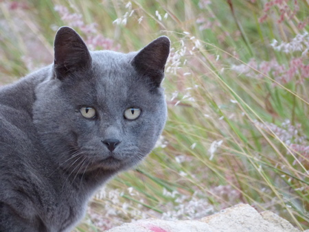 wild gray catの写真素材