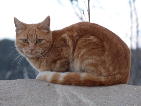 wildcatの写真素材