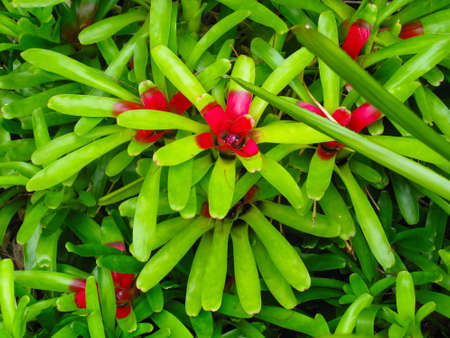 Flower inchaditaの写真素材
