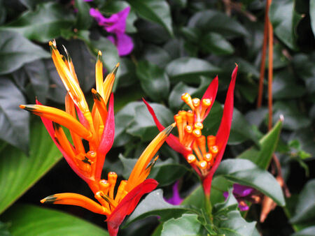 exotic flowersの写真素材
