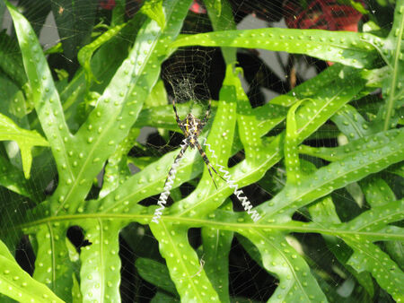Spider hawaiiの写真素材