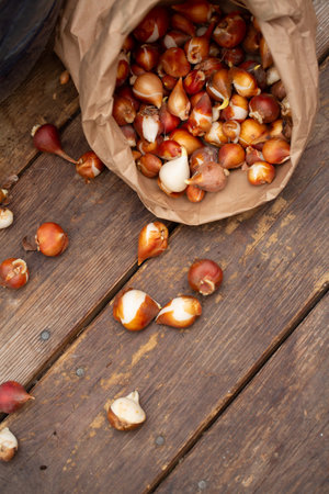 Planting tulips bulbs to the pots.の写真素材