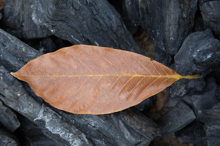 Died Leaf on Charcoal