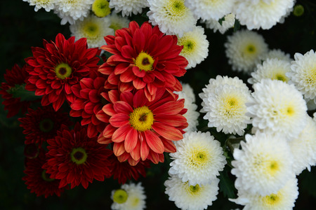 Red and White chrysanthemumの写真素材