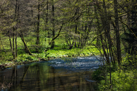 A hike in Altensteig, in the northern black forrest in the early springの写真素材