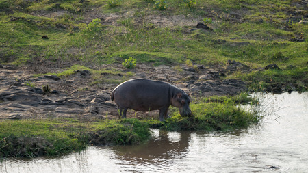 Hippo in Africaの写真素材
