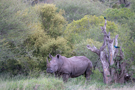 Rhino in South Africaの写真素材