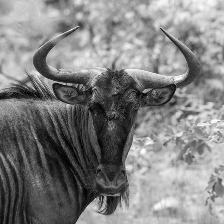 A blue wildebeest (Connochaetes taurinus) in the south African bushの写真素材