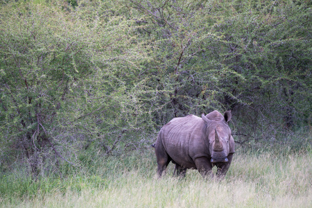 Rhino in South Africaの写真素材