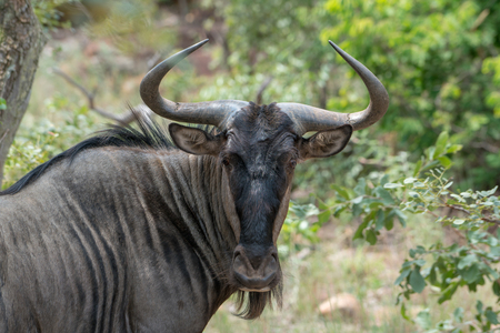 A blue wildebeest (Connochaetes taurinus) in the south African bushの写真素材