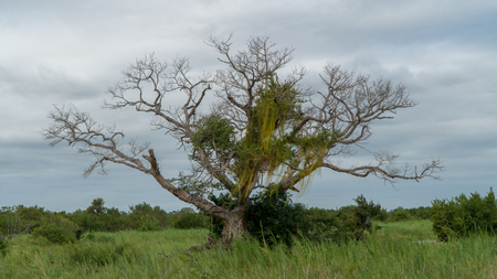 African baobab tree in a national park in South Africaの写真素材