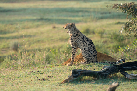 Cheetah is sitting in the bush watching the environmentの写真素材