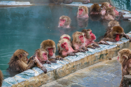 Snow monkeys (Japanese macaque) relaxing   in a hot spring pool (onsen) ,Hakodate ,Japan.の写真素材