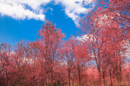 Sukara or Wild Himalayan Cherry blossom full bloom in outdoor park at Poh Lomlo in winter with ble sky background, ,Loei,Thailand.の写真素材