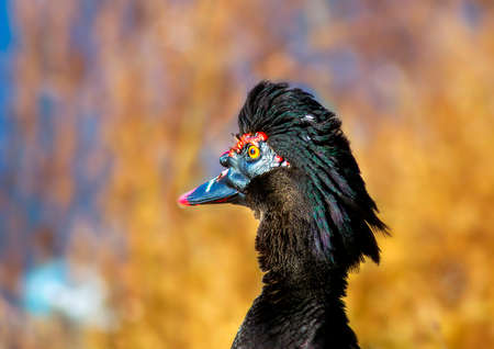 Portrait of a black duck in the autumn forest. Close-up.の写真素材