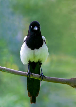 Magpie, Pica pica, sitting on a branch.の写真素材