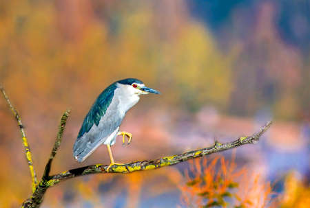 Black-crowned night heron (Nycticorax nycticorax) perched on a branch with colorful backgroundの写真素材