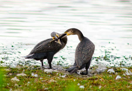 The great cormorant, Phalacrocorax carbo, is a large black bird in the cormorant family.の写真素材