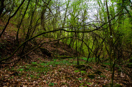 Forest in the spring. Beautiful natural landscape in the spring forest.の写真素材