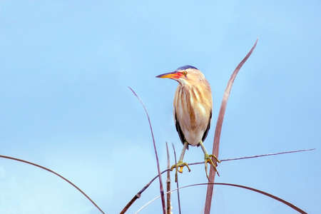 Pied Bittern (Ardeola bicolor) perched on a reedの写真素材