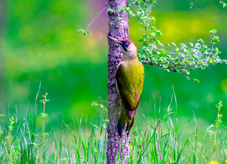 Green woodpecker perched on a tree branchの写真素材