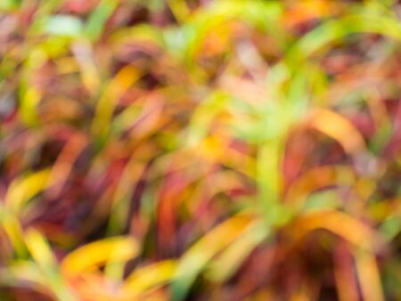 blurred Garden tree with Colourful color.の写真素材