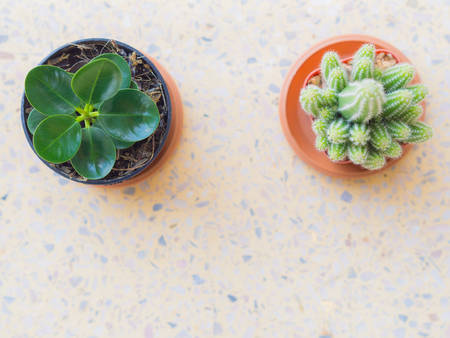 top view, tree and Cactus tree in a pot placed on a balcony.の写真素材