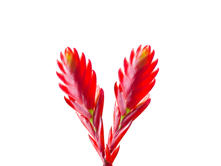 Red Flowers isolated on white background. clipping path.の写真素材