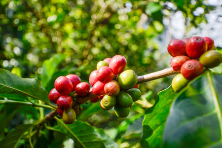 Coffee beans ripening on tree in coffee farm, Thailand.の写真素材