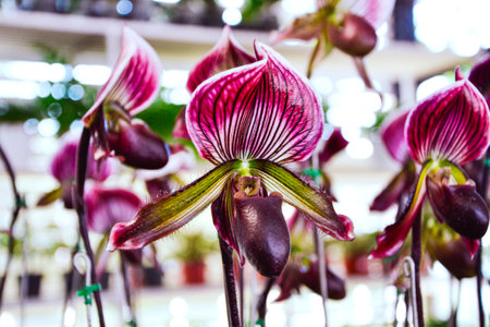 Paphiopedilum orchid in the botanical gardenの写真素材