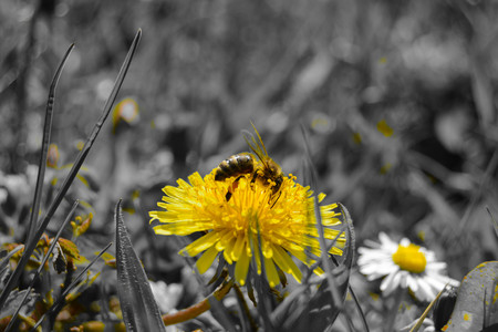 Bee on a flower