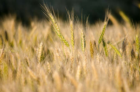 Sunset in a wheat field.の写真素材