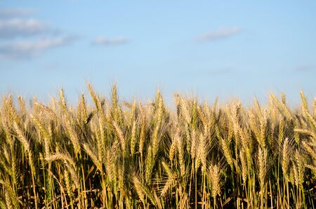 Beautiful wheat field late in the afternoon.の写真素材