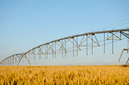 Beautiful wheat field late in the afternoon. With Irrigation Rig.
