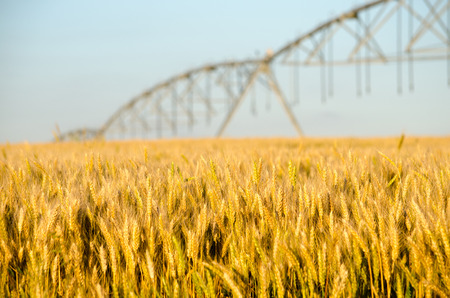 Beautiful wheat field late in the afternoon. With Irrigation Rig.の写真素材
