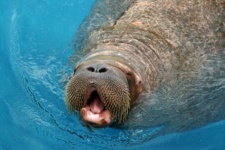 walrus in water swimming mammal                  の写真素材