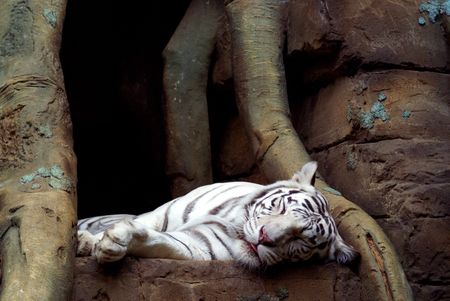 A portrait of the bengal tigerの写真素材