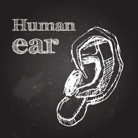 Sketch vector illustration. Human ear. Hand-drawn on chalkboardのイラスト素材