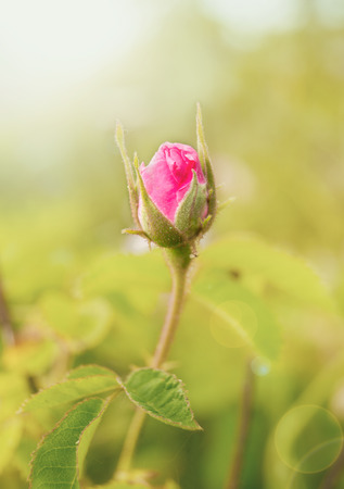 Rosebud on the Branch in the Garden. Natural Background. Close up photo of a pink rose. A macro shot of a flower, summertimeの写真素材