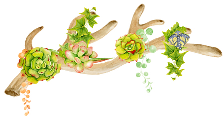 Watercolor antler with succulent, cactus, and leaves. Hand painted deer horns. Boho style for your design. Wedding invitation, Valentines Day cards, ectの写真素材