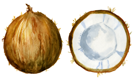 coconut slice watercolor hand drawn illustration, tropical exotic fruit isolated on the white backgroundの写真素材