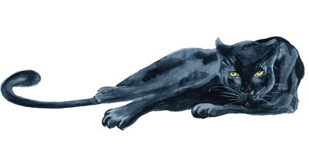 Watercolor black panther Wiledlife hand drawn illustrationの写真素材