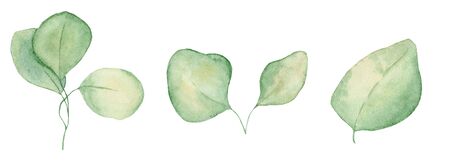 Watercolor eucalyptus leaves hand drawn illustration isolated on the white background