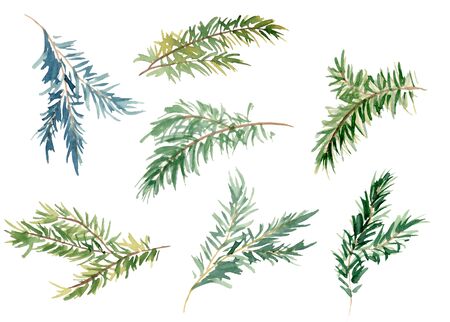Watercolor fir branches hand drawn illustration setの写真素材