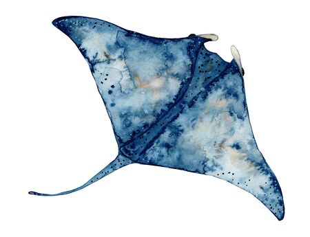 Watercolor hand drawn illustration of ray fish in blue color isolated on white background, marine...