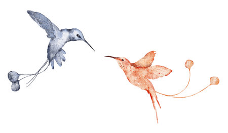 Watercolor hummingbird hand drawn illustrationの写真素材