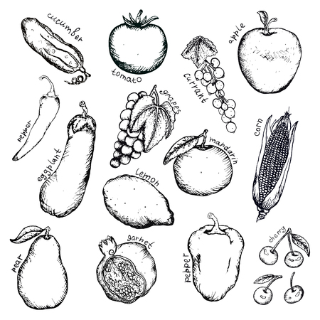 Vector image. A set of products. Different vegetables, fruits and berries drawn by hand.のイラスト素材